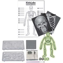 Set for studying a human skeleton 4M (00-03375)