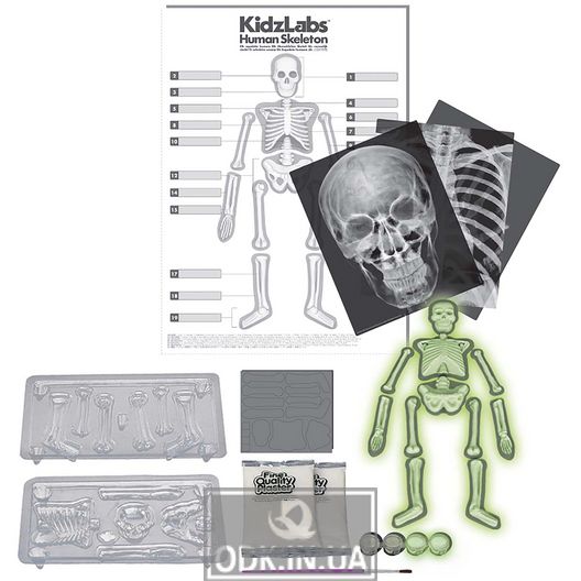 Набір для вивчення скелета людини 4M (00-03375)