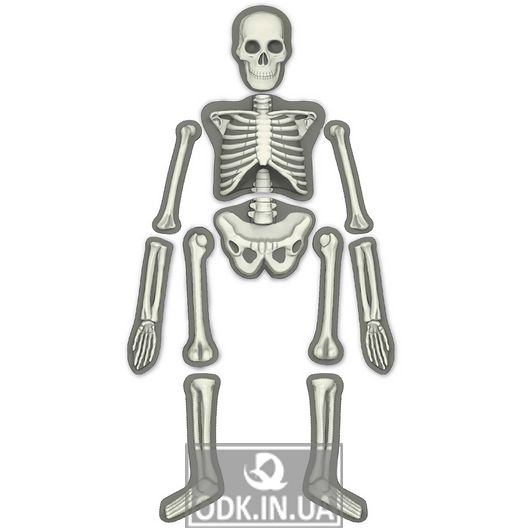 Набор для изучения скелета человека 4M (00-03375)