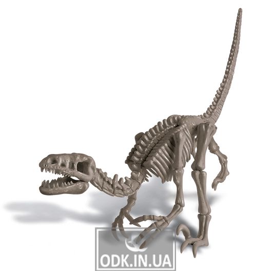 Set for excavations 4M Skeleton of a velociraptor (00-13234)
