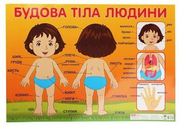 Плакат "Будова тіла людини" українською мовою