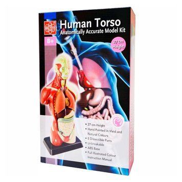 Анатомічна модель людини Edu-Toys збірна, 27 см (MK027)