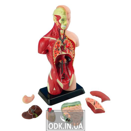 Анатомічна модель людини Edu-Toys збірна, 27 см (MK027)