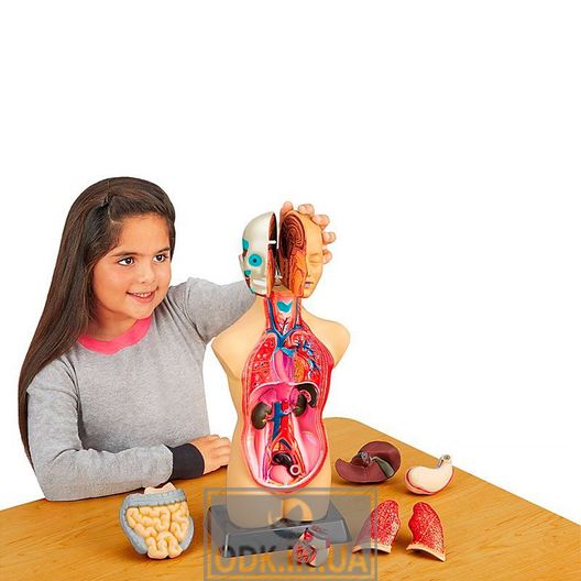Anatomical model of the Edu-Toys national team, 27 cm (MK027)