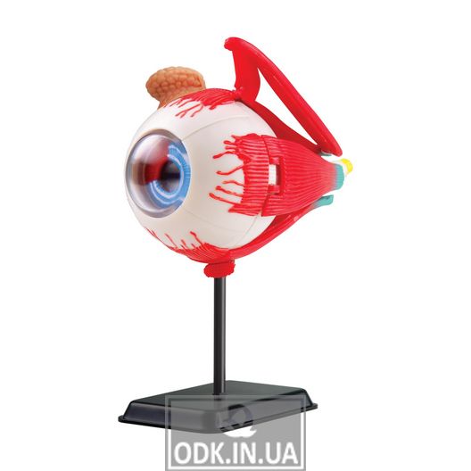 Модель глазного яблока Edu-Toys сборная, 14 см (SK007)