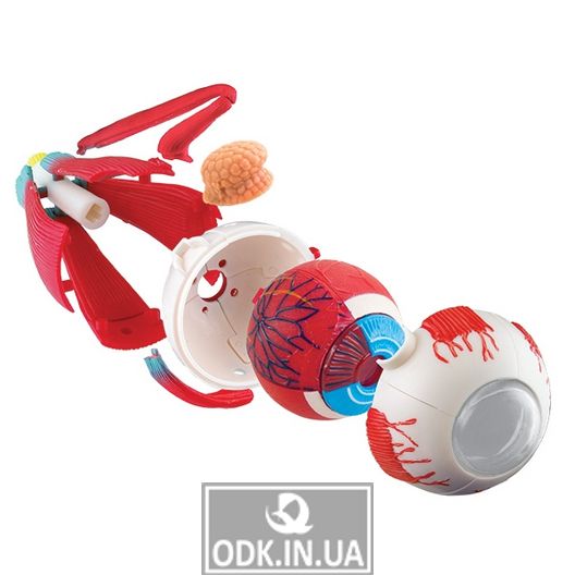 Edu-Toys team eyeball model, 14 cm (SK007)