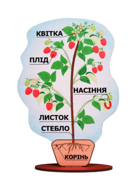 Модель будови рослини на підставці "Малина"