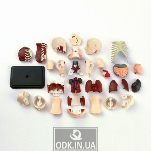 Модель тулуба людини Edu-Toys збірна, 12,7 см (SK008)