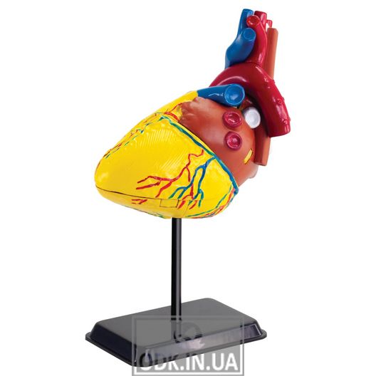 Модель сердца человека Edu-Toys сборная, 14 см (SK009)
