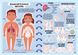 Mega stickers. The human body