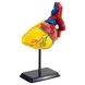Edu-Toys team human heart model, 14 cm (SK009)