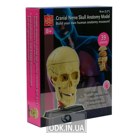 Skull model with Edu-Toys national team nerves, 9 cm (SK010)
