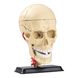 Skull model with Edu-Toys national team nerves, 9 cm (SK010)