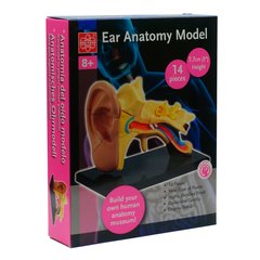 Edu-Toys team ear anatomy model, 7.7 cm (SK012)