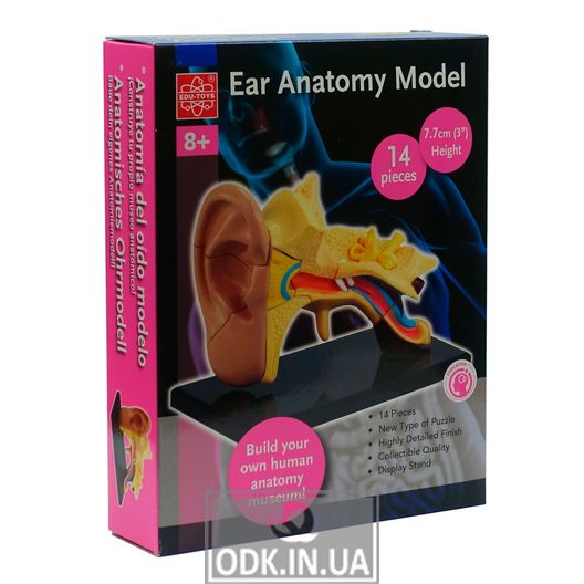 Модель анатомія вуха Edu-Toys збірна, 7,7 см (SK012)