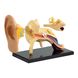 Edu-Toys team ear anatomy model, 7.7 cm (SK012)