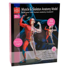 Модель мышц и скелета человека Edu-Toys сборная, 19 см (SK056)