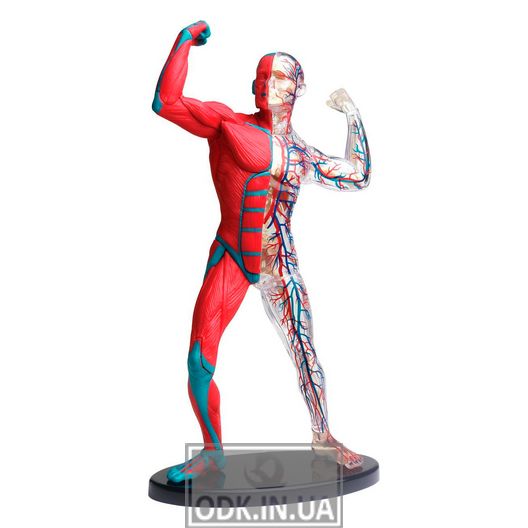 Модель м'язів і скелета людини Edu-Toys збірна, 19 см (SK056)