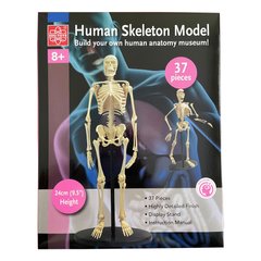 Модель кістяка людини Edu-Toys збірна, 24 см (SK057)