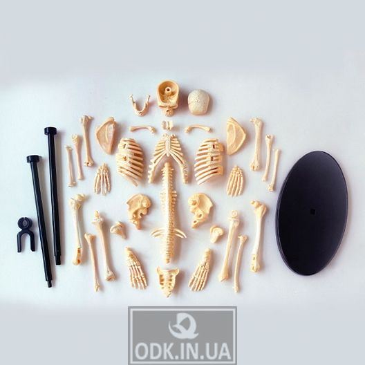 Edu-Toys national team skeleton model, 24 cm (SK057)