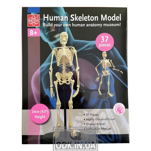 Edu-Toys national team skeleton model, 24 cm (SK057)