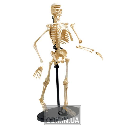 Модель скелета человека Edu-Toys сборная, 24 см (SK057)
