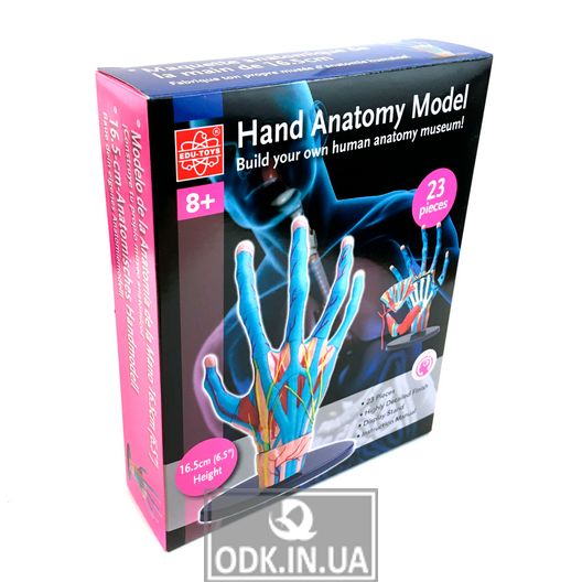 Edu-Toys team hand model, 16.5 cm (SK058)