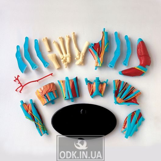 Модель руки Edu-Toys сборная, 16,5 см (SK058)