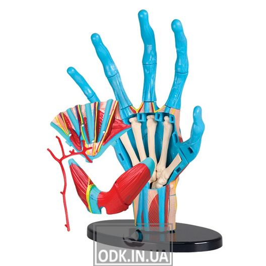 Модель руки Edu-Toys збірна, 16,5 см (SK058)