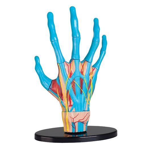 Модель руки Edu-Toys збірна, 16,5 см (SK058)